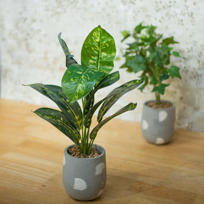 Indoor plants by Home 360