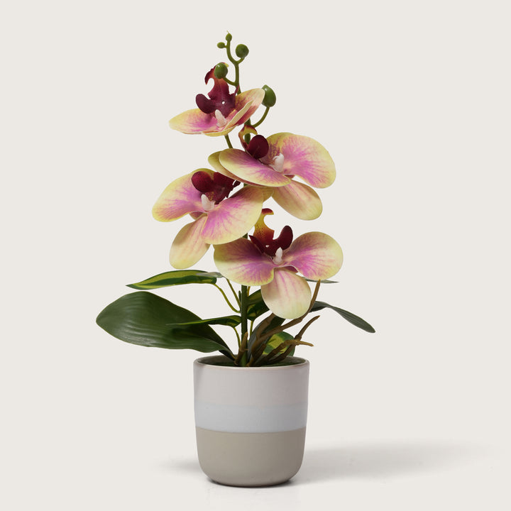 Two-Tone Potted Pink & Yellow Artificial Orchid