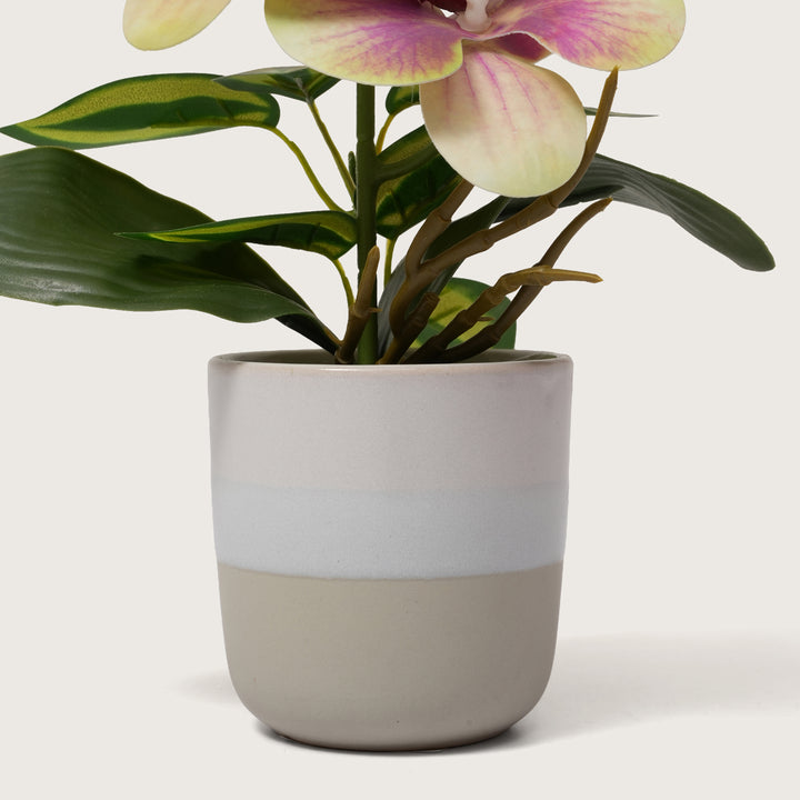 Pink & Yellow Orchid in Blue & Grey Two-Tone Pot