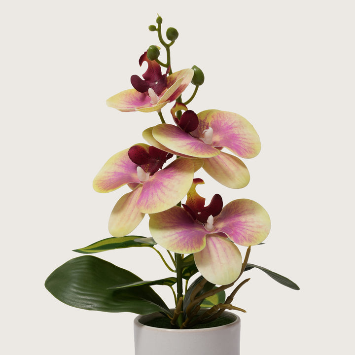 Pink & Yellow Orchid in Blue & Grey Two-Tone Pot