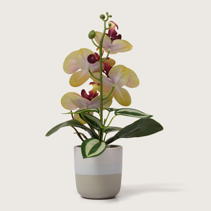 Pink & Yellow Orchid in Blue & Grey Two-Tone Pot