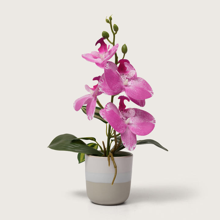 Pink Orchid Arrangement with Two-Tone Ceramic Planter