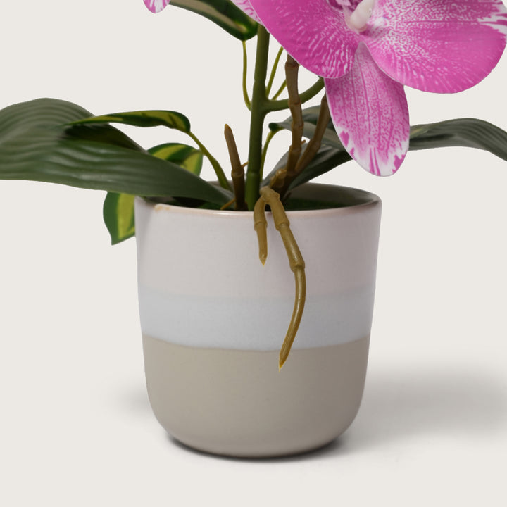 Pink Orchid Arrangement with Two-Tone Ceramic Planter