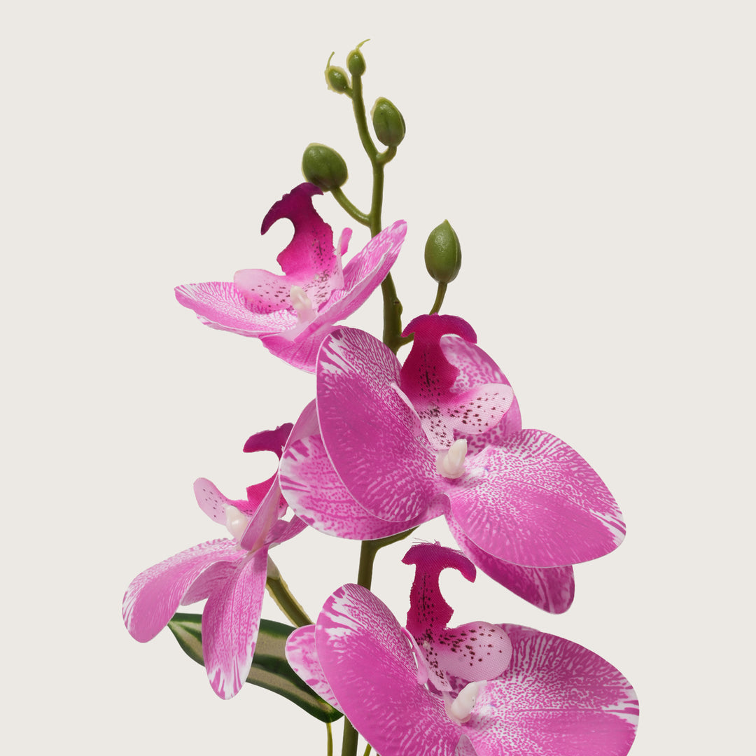 Pink Orchid Arrangement with Two-Tone Ceramic Planter