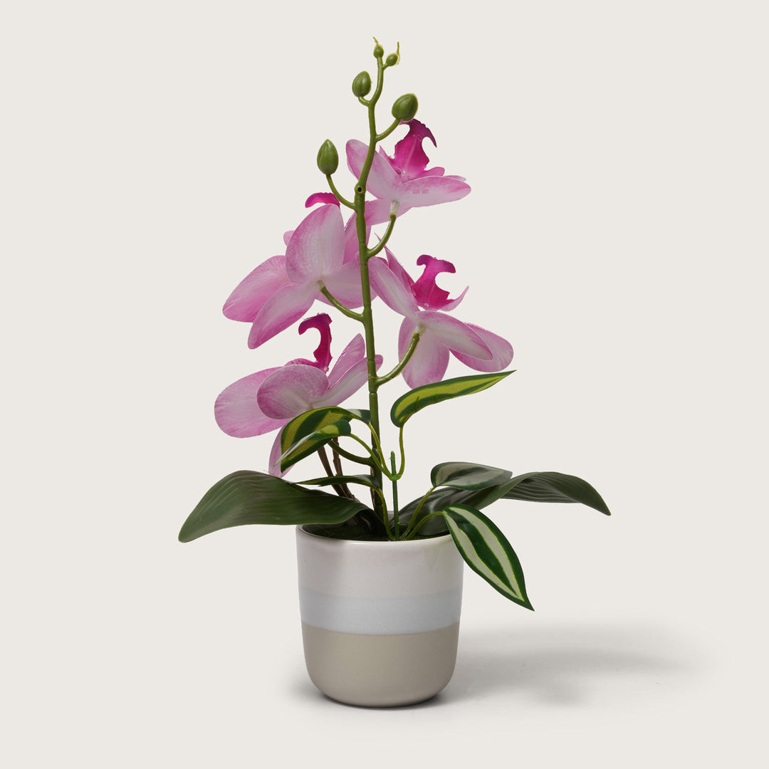 Pink Orchid Arrangement with Two-Tone Ceramic Planter