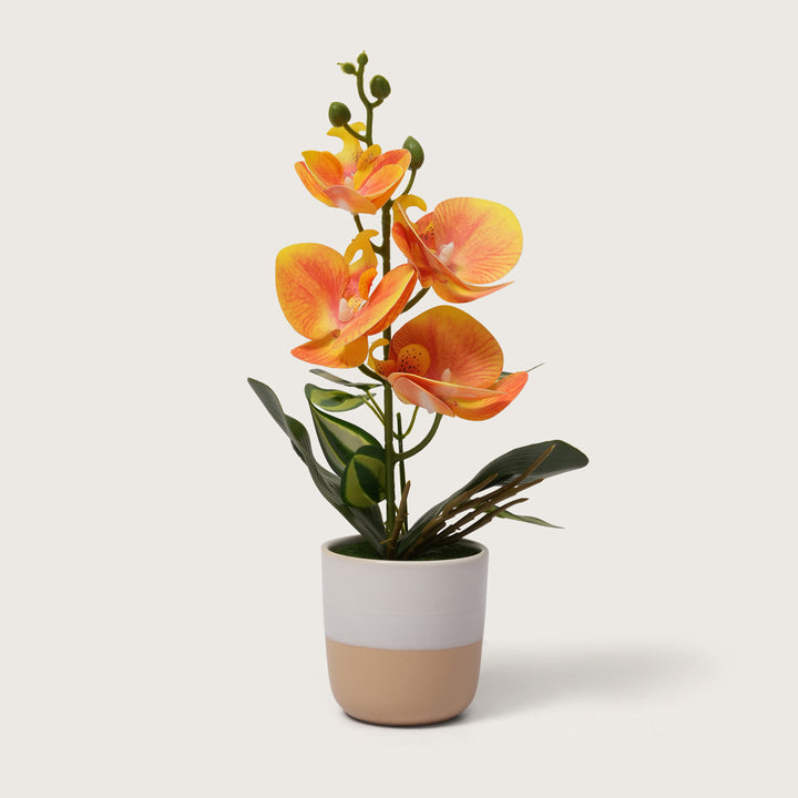 Sunset Orange Orchid in Two-Tone Beige & White Pot