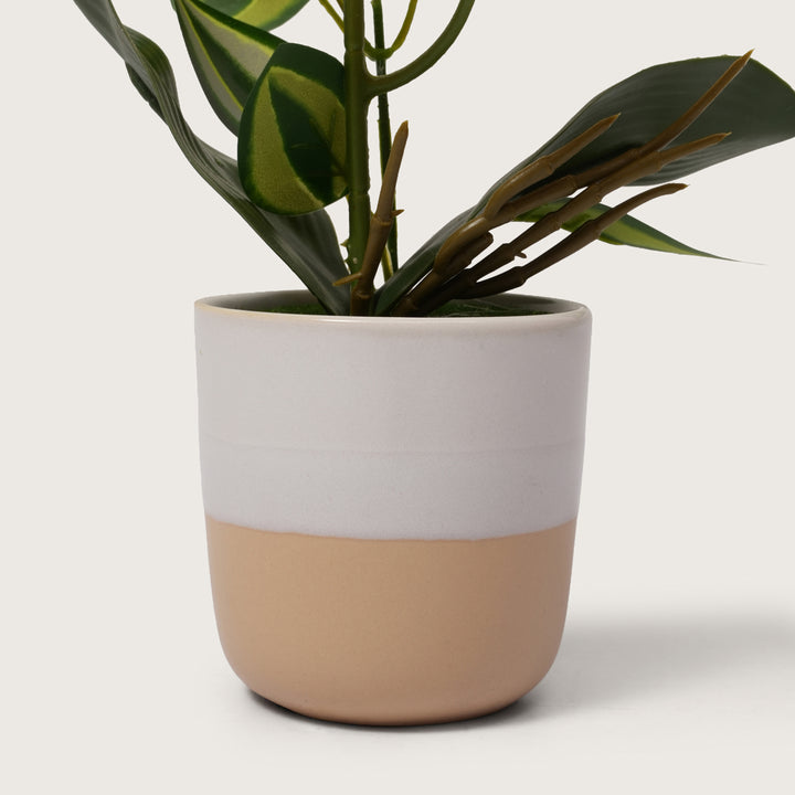 Sunset Orange Orchid in Two-Tone Beige & White Pot