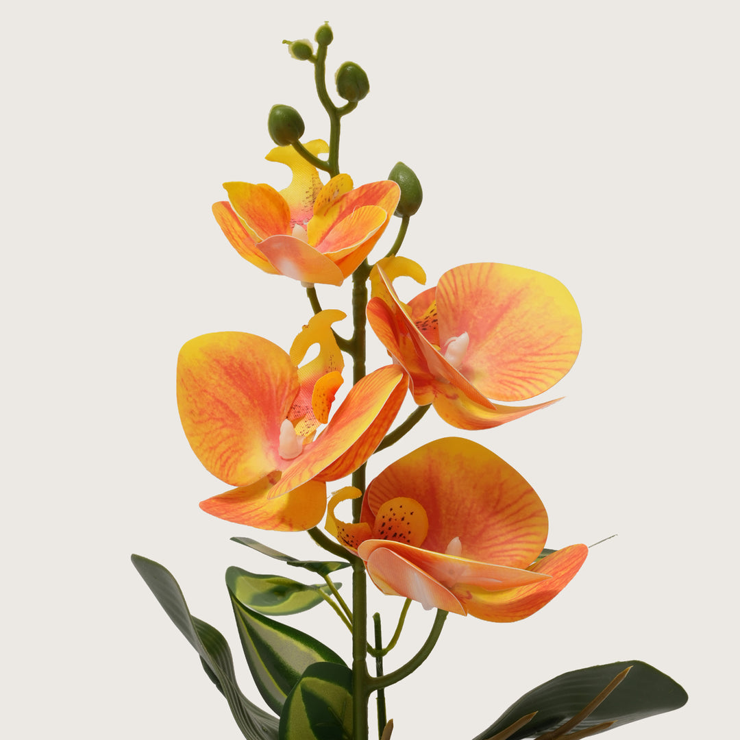Sunset Orange Orchid in Two-Tone Beige & White Pot