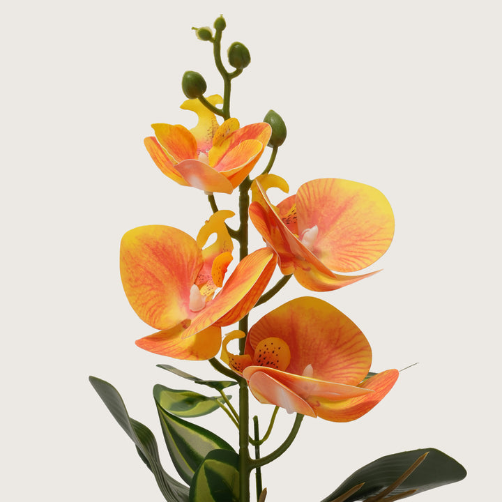 Sunset Orange Orchid in Two-Tone Beige & White Pot