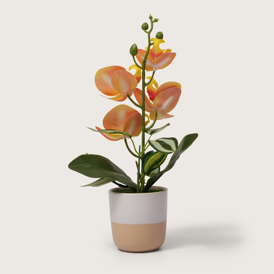 Sunset Orange Orchid in Two-Tone Beige & White Pot