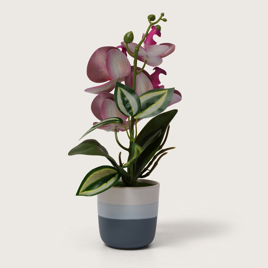 Pink Orchid Arrangement with Two-Tone Grey Pot