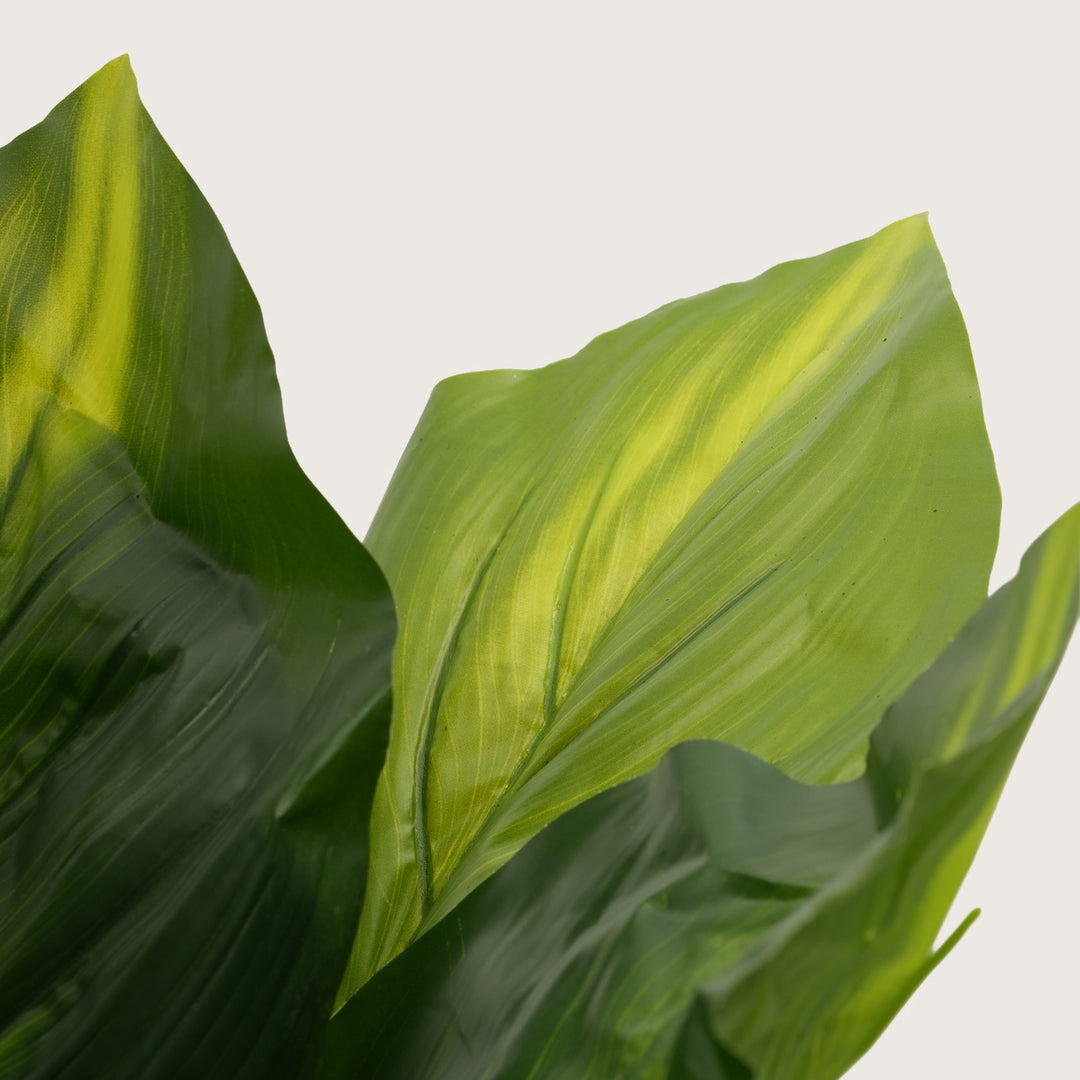 Architectural Botanical Collection — Designer Greenery and Vivid in Contemporary Bases