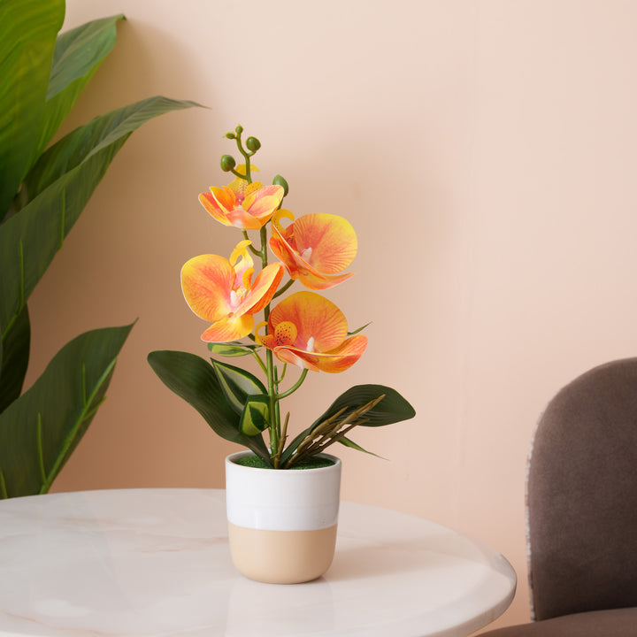 Sunset Orange Orchid in Two-Tone Beige & White Pot