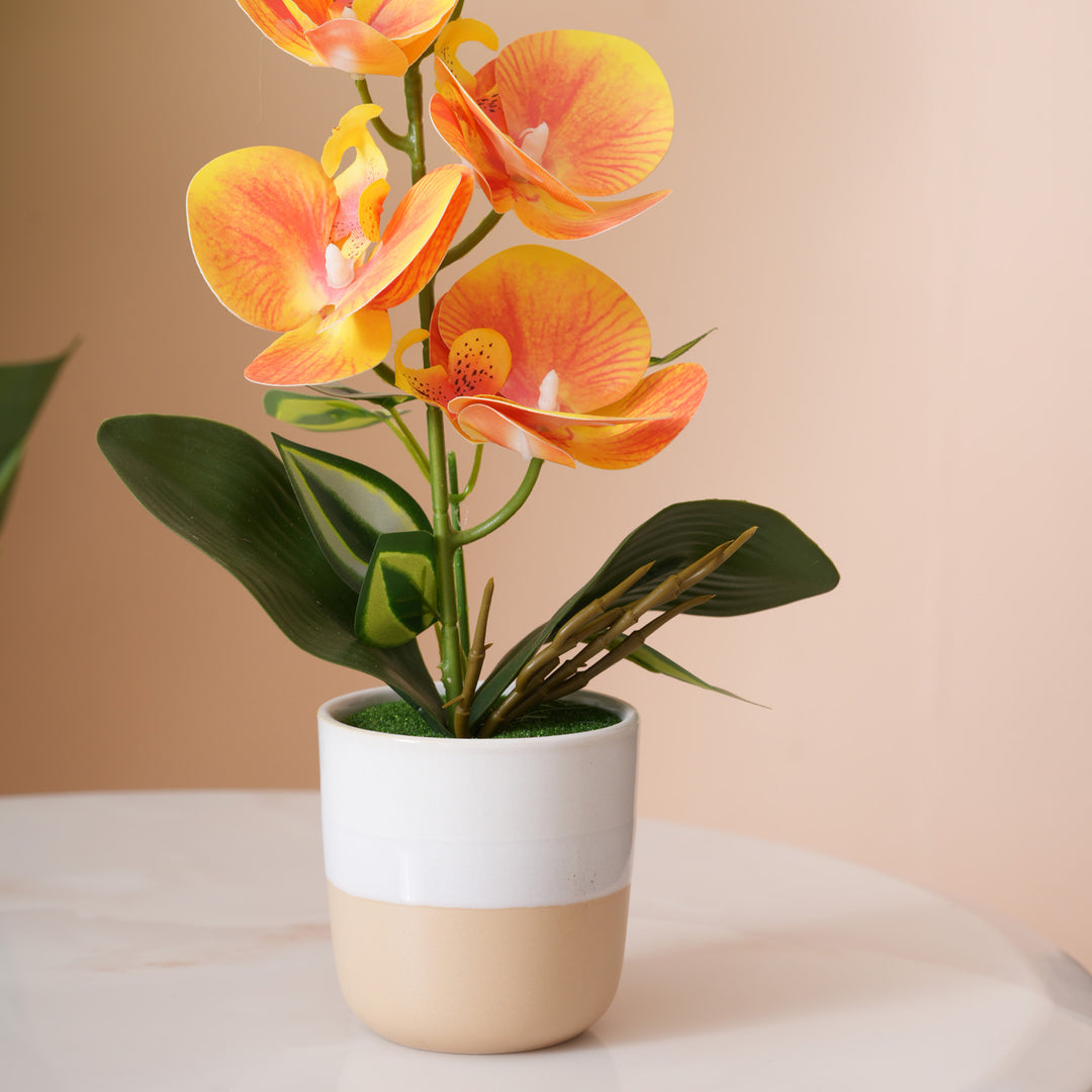 Sunset Orange Orchid in Two-Tone Beige & White Pot