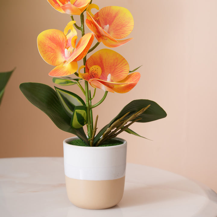 Sunset Orange Orchid in Two-Tone Beige & White Pot