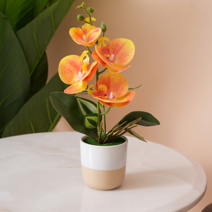 Sunset Orange Orchid in Two-Tone Beige & White Pot