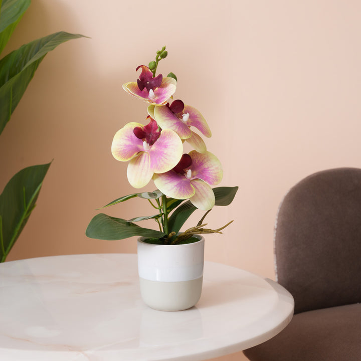 Pink & Yellow Orchid in Blue & Grey Two-Tone Pot