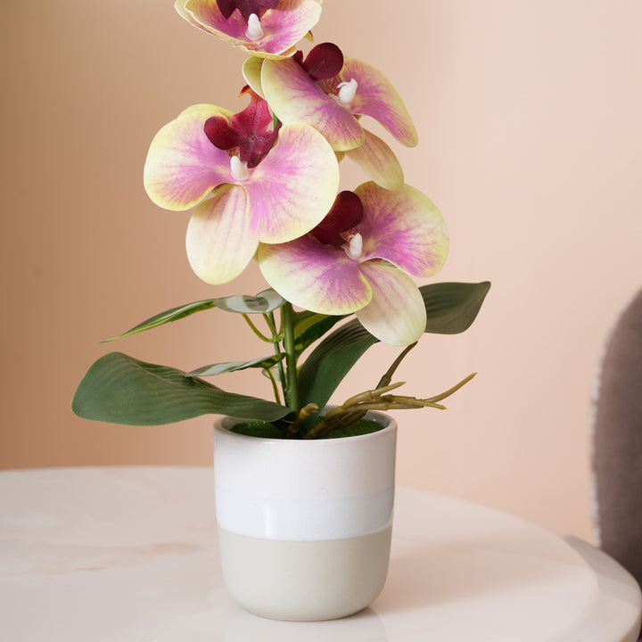 Pink & Yellow Orchid in Blue & Grey Two-Tone Pot