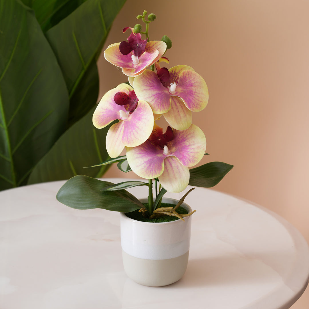 Pink & Yellow Orchid in Blue & Grey Two-Tone Pot
