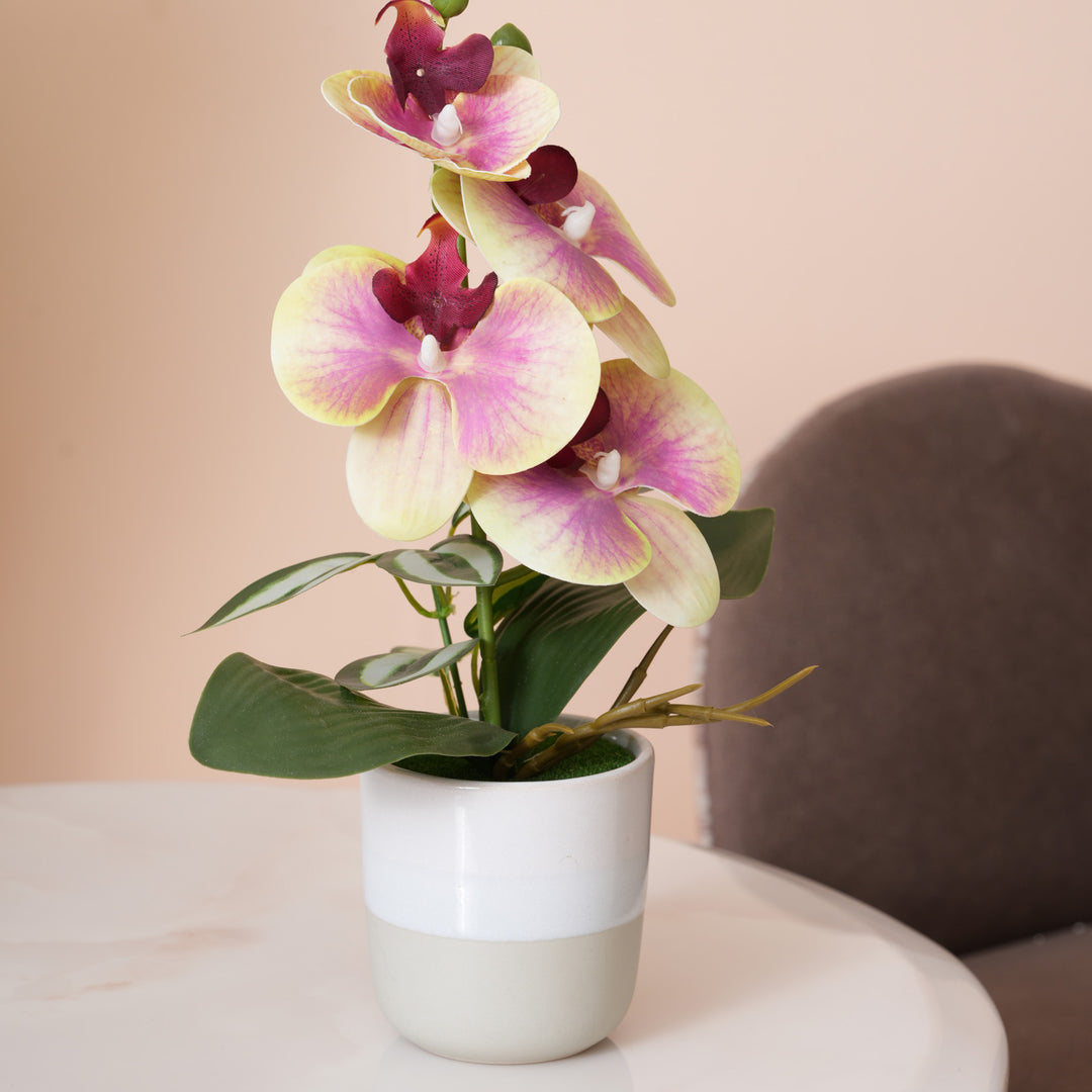 Pink & Yellow Orchid in Blue & Grey Two-Tone Pot
