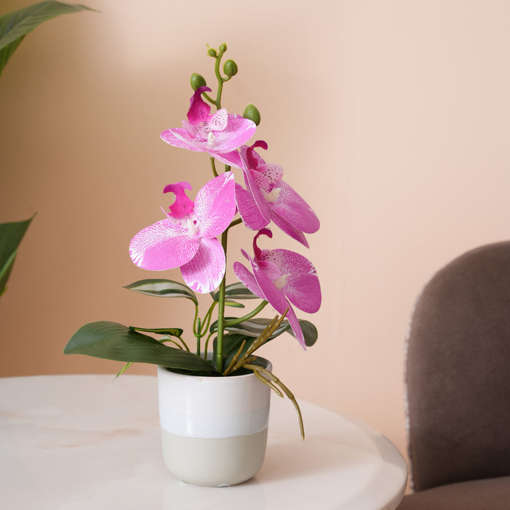 Pink Orchid Arrangement with Two-Tone Ceramic Planter