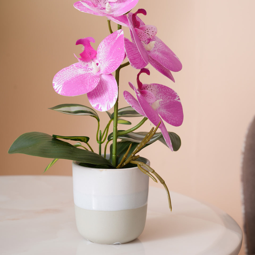 Pink Orchid Arrangement with Two-Tone Ceramic Planter