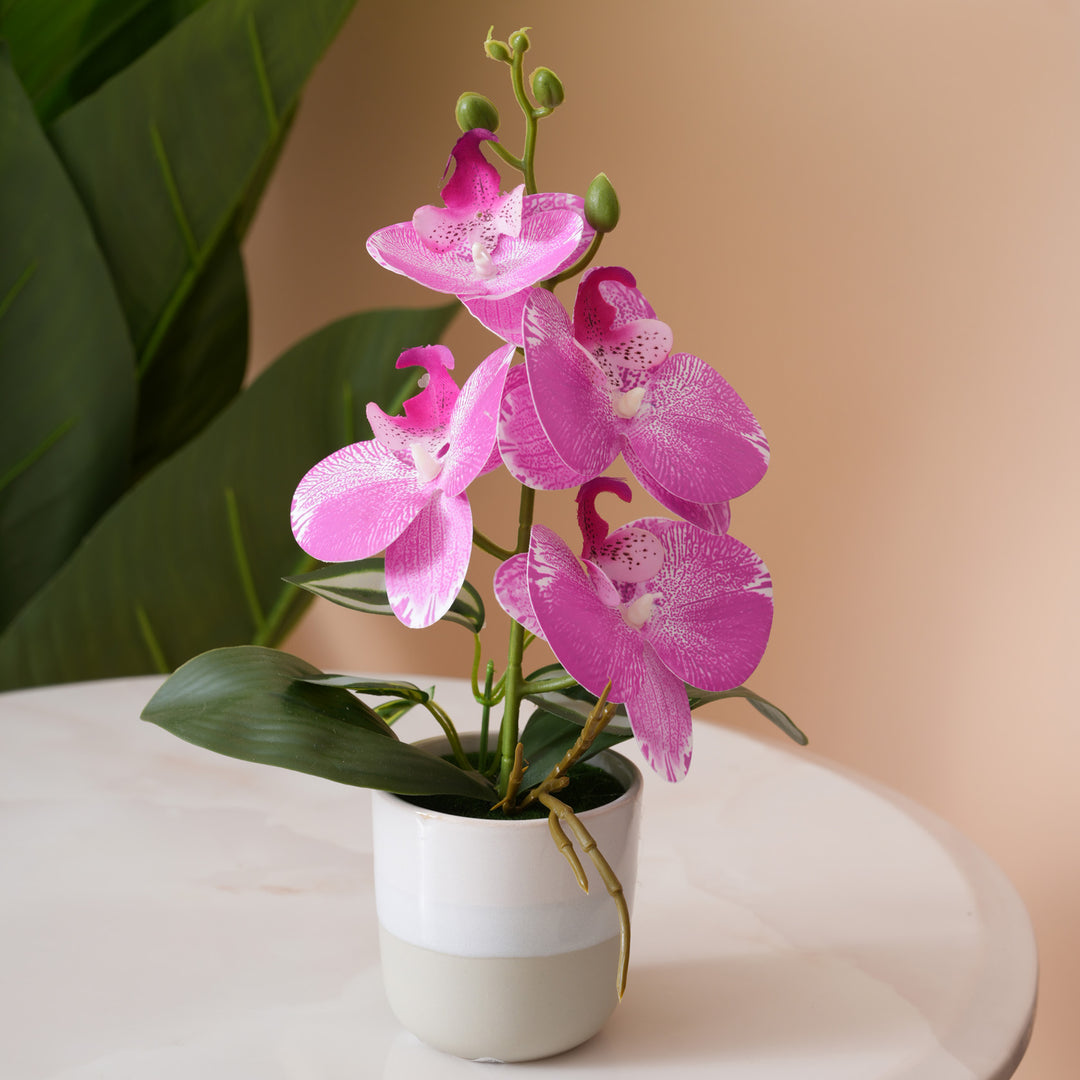 Pink Orchid Arrangement with Two-Tone Ceramic Planter