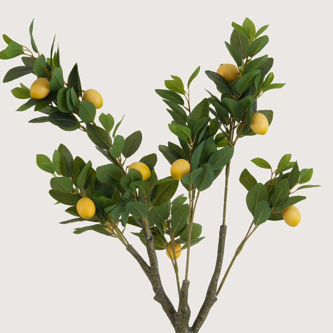 Lush Green Lemon Leaf Tree with Yellow Accents