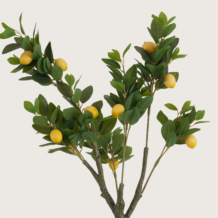 Lush Green Lemon Leaf Tree with Yellow Accents