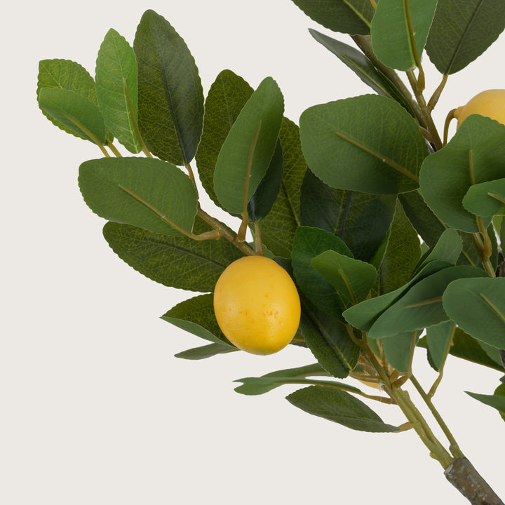 Lush Green Lemon Leaf Tree with Yellow Accents