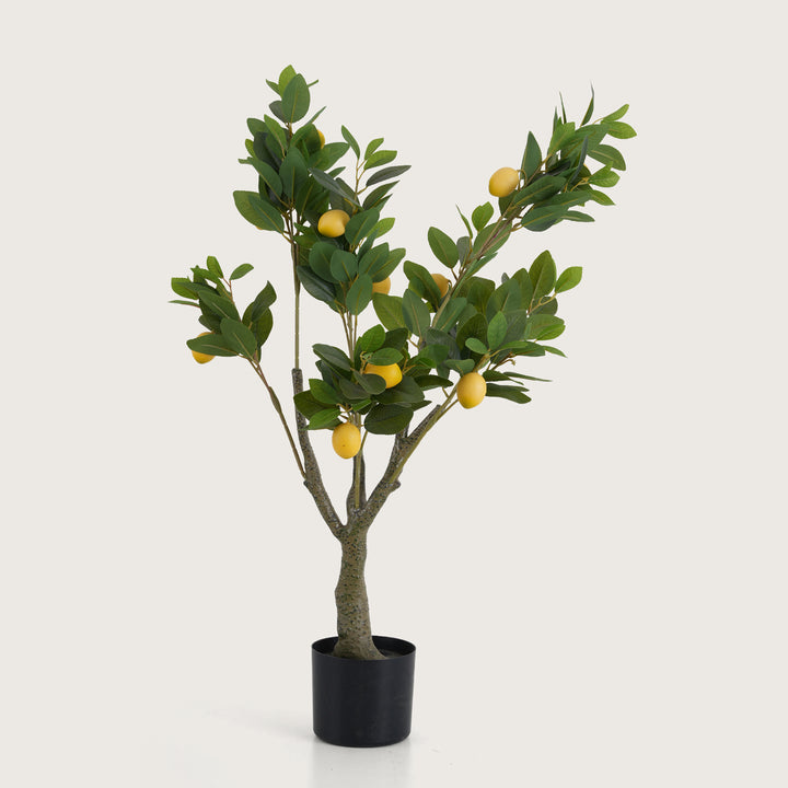Lush Green Lemon Leaf Tree with Yellow Accents