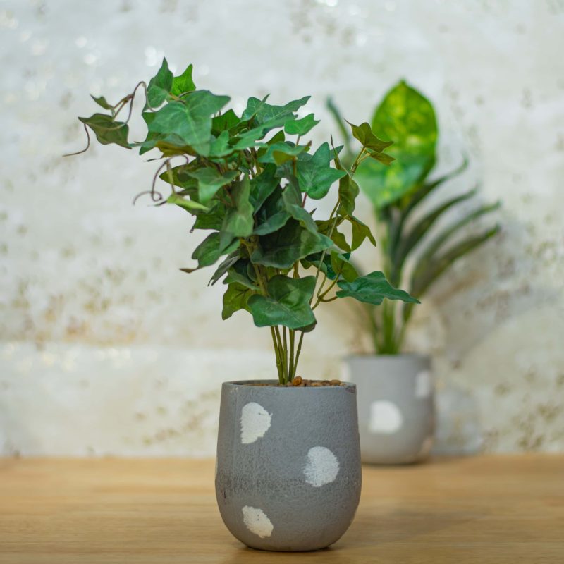 Decorative plants by Home 360