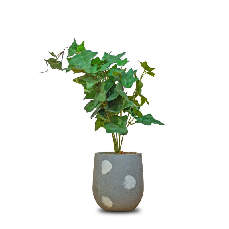 Plant decor by Home 360