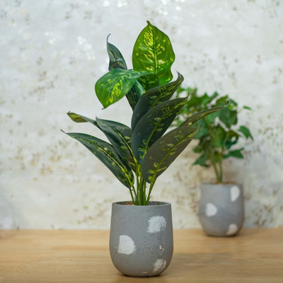 Indoor plant with polka dot pot by Home 360