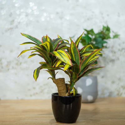 Indoor decorative plants by Home 360