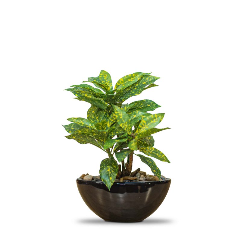 Indoor decorative plant by Home 360